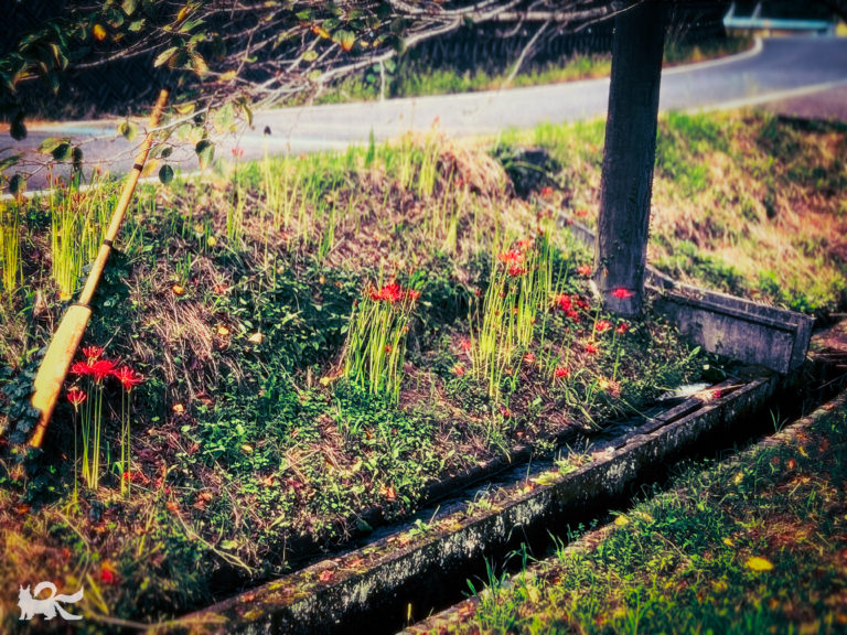 用水路縁の彼岸花