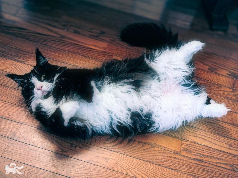 愛猫ニャッキ、腹筋（体幹）が強い