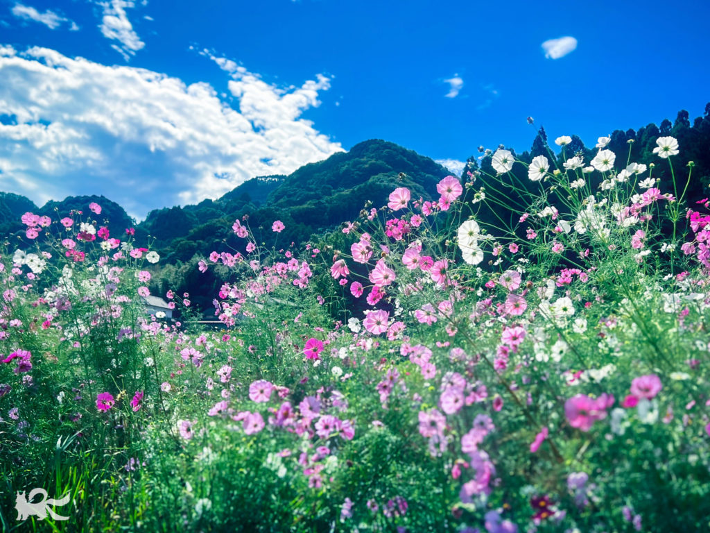 畑の脇に咲いていたコスモスの花