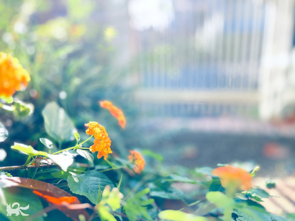庭に勝手に咲く花（多分「ランタナ」）