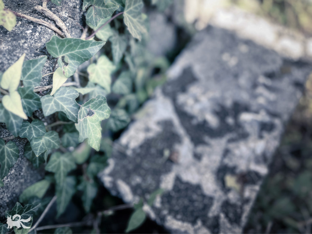 ツタとコンクリートブロック