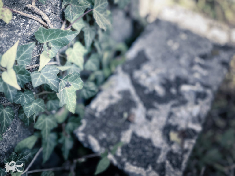 ツタとコンクリートブロック