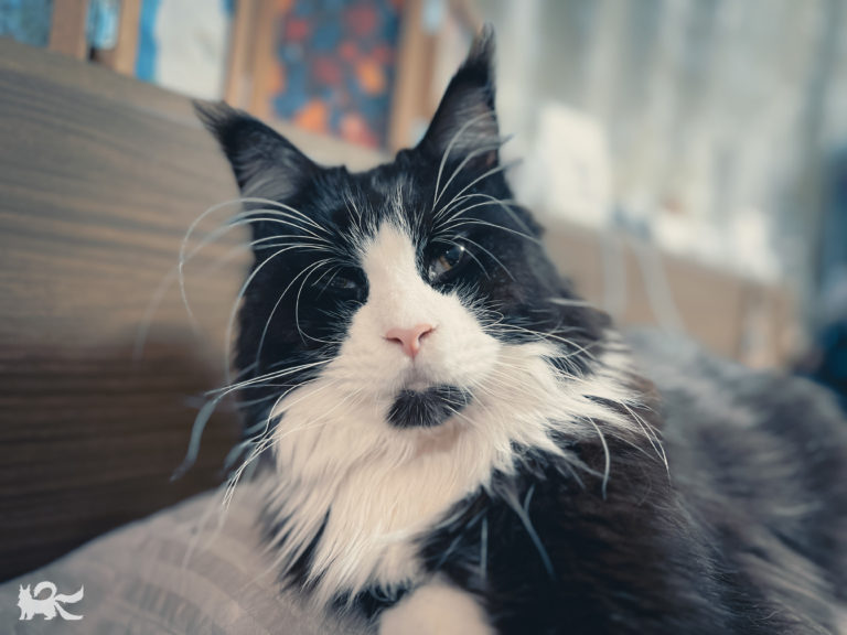 枕を占領するニャッキ（イケ猫）