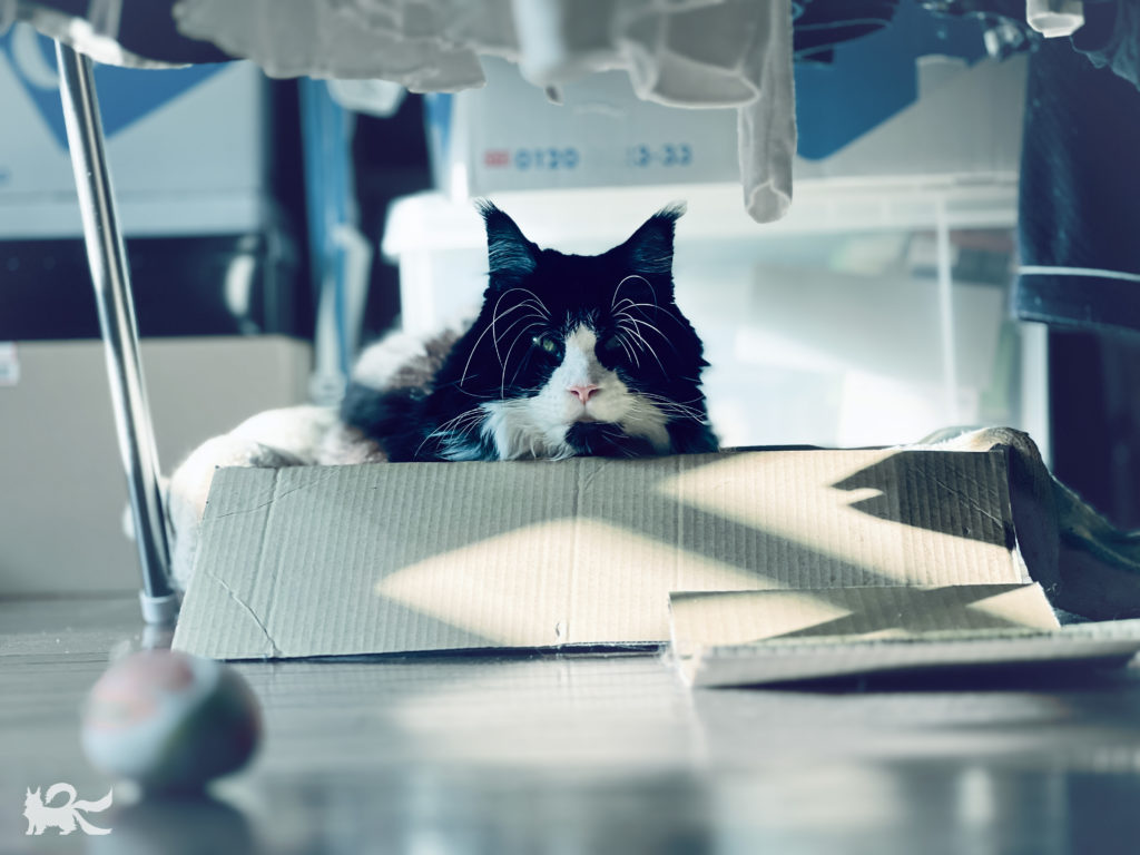 室内洗濯物干しの下の箱が寝床のニャッキ