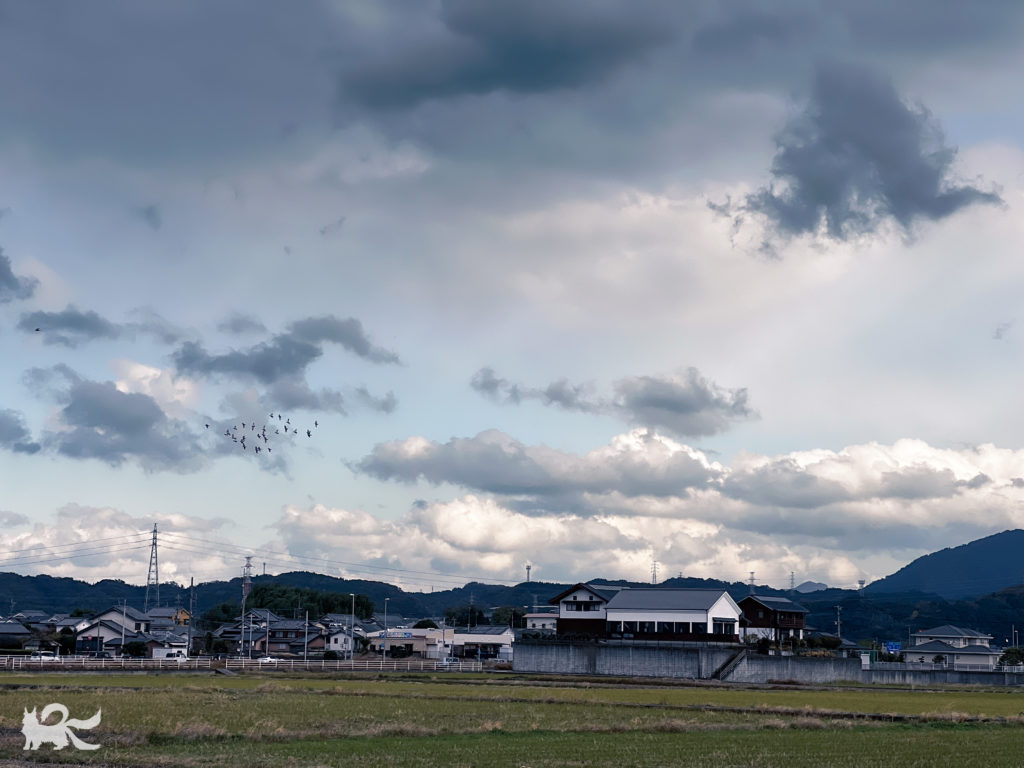大分の空と、鳥の群。2025年12月