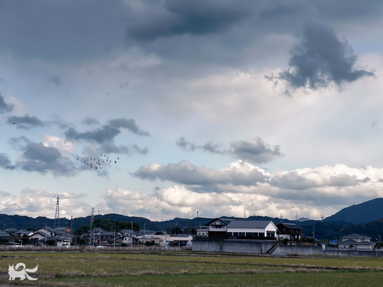 大分の空と、鳥の群。2025年12月
