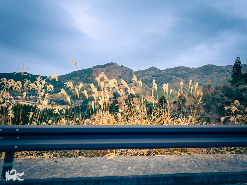 竹田山中道路脇のススキ