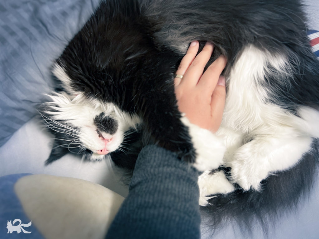 腕を抱え込んで寝くたれるニャッキ