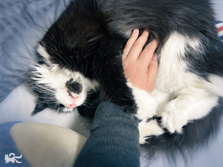 腕を抱え込んで寝くたれるニャッキ