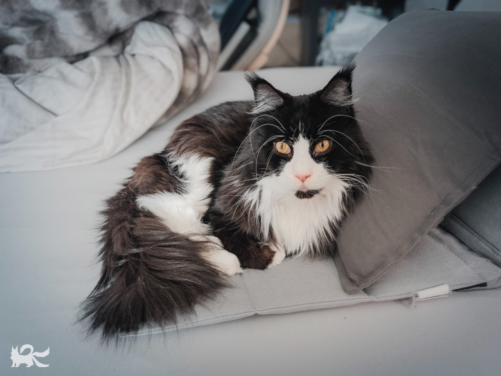 背もたれを占領するキャット