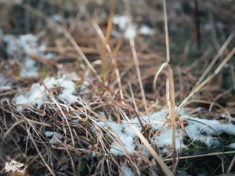 庭の草に積もった雪