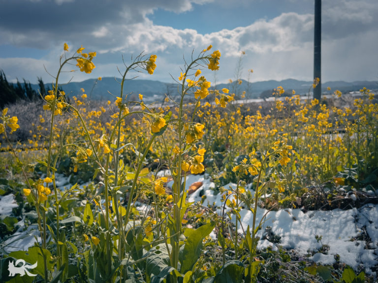 2026年2月、雪の降った日の菜の花
