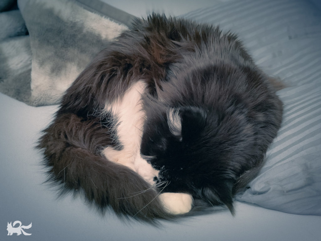 「アンモニャイト」状態で寝るニャッキ