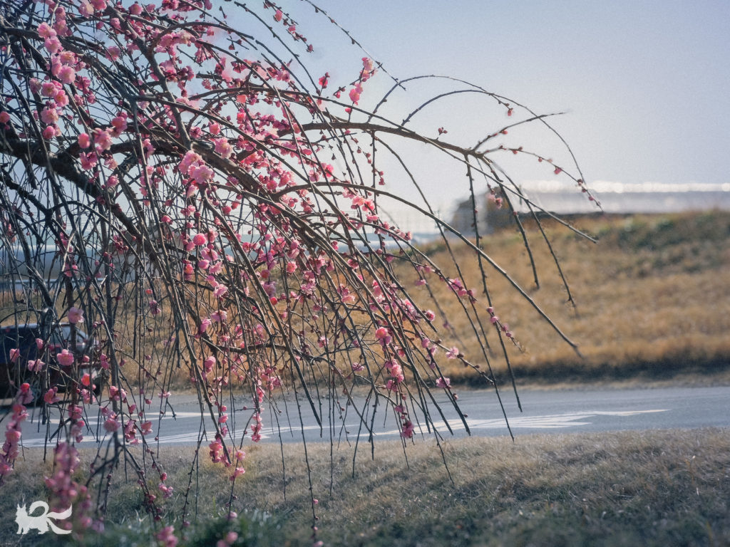 2月中旬、梅が咲きました。