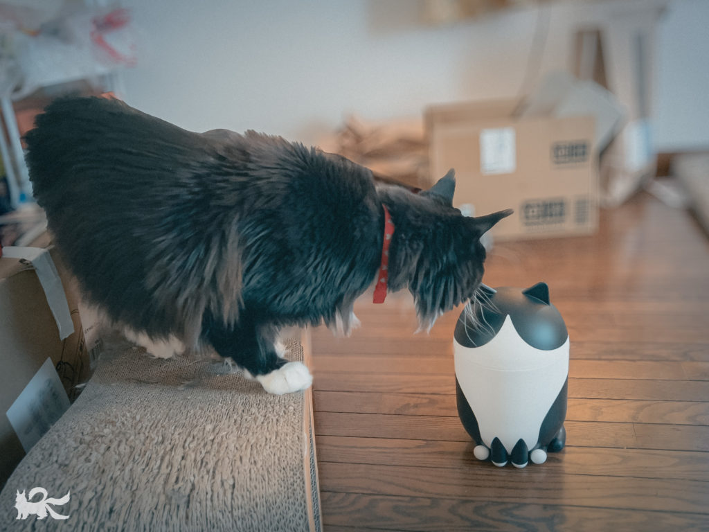 ニャッキさん、ハチワレキャニスターを検閲するの図