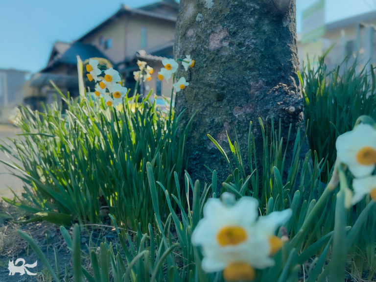 街路樹脇の水仙