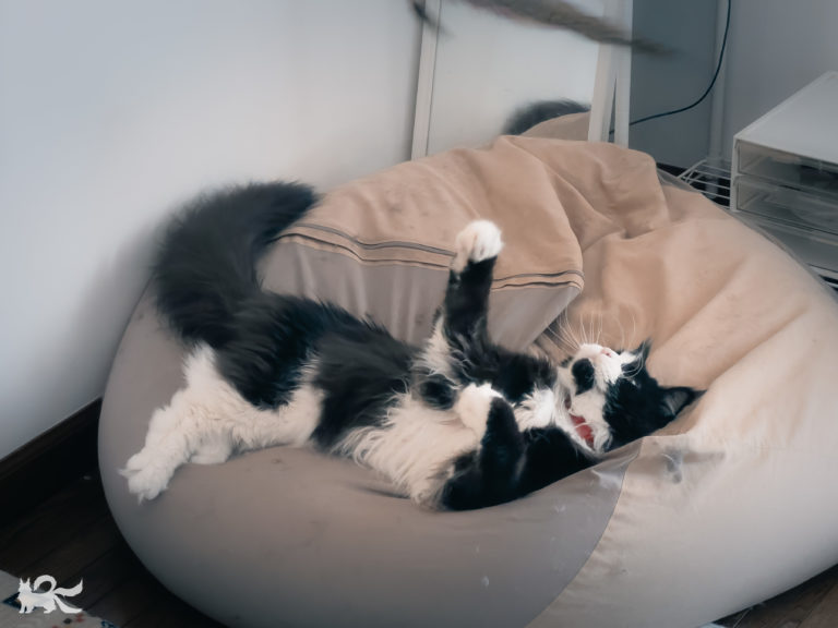 寝っ転がったまま、猫じゃらしにじゃれつくニャッキさん